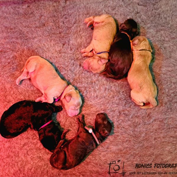 Lifa's pups 22-11-2023